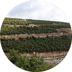 Portfolio Image